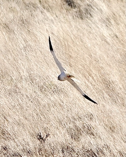 hen harrier
